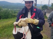 Сътрудници на ЕVN спасиха щъркел