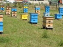 В пазарджишко не откриха отравяне с химикали на пчелни семейства