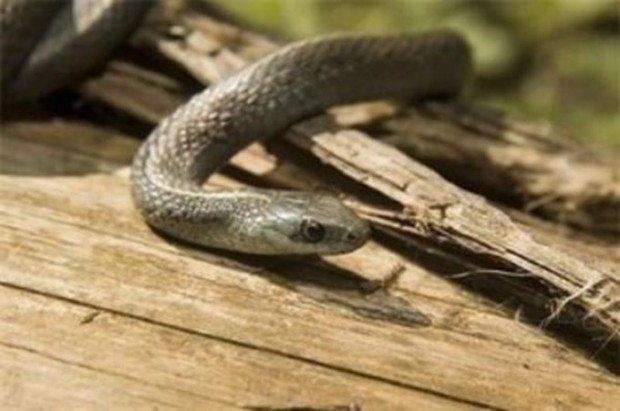 Змия ухапа млада майка докато разхожда бебето си в парк