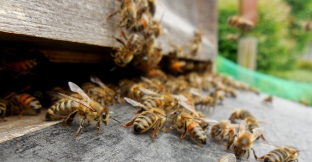 Оплождат пчели с ин витро процедури Това е последният писък