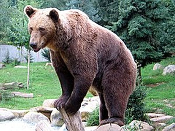 Бракониери застреляха кафява мечка в Рила Престъплението е извършено над