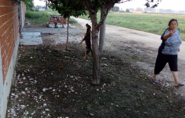 Фейсбук Жителка на Раковски обеси кучето си на дърво пред