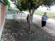 Арестуваха циганката, обесила куче на слива в Раковски!