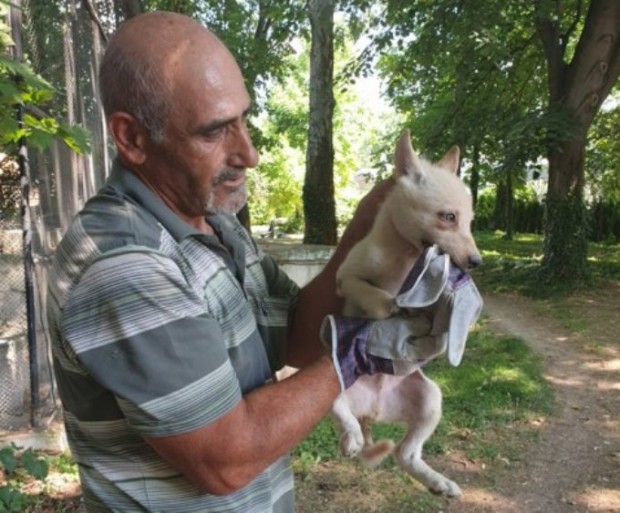 Бяло вълче се роди във варненския зоопарк