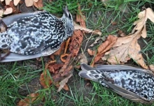 Стотици птици паднаха от небето в Хага по време на