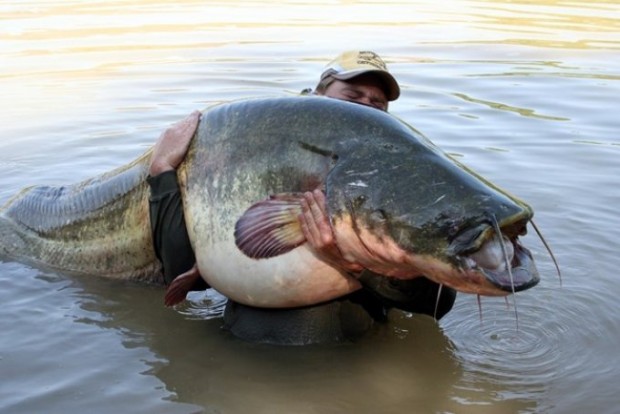 Рибари са уловили 125 килограмов сом във водите на Дунав край