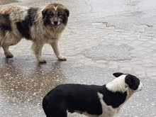 Бездомно куче нахапа 8-годишно дете в Асеновград