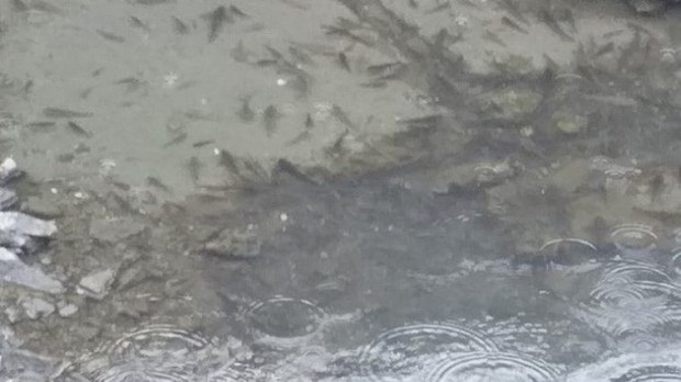 Мъртва риба изплува във варненското езеро научи Varna24 bg По информация