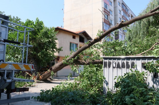 Огромно дърво се строполи върху сграда в Пловдив