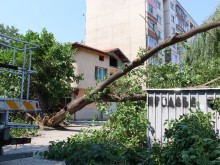 Огромно дърво се строполи върху сграда в Пловдив