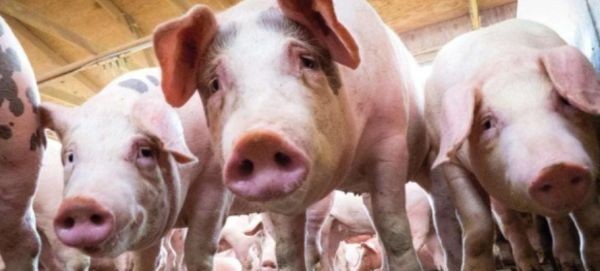 Бедствено положение в Област Русе заради африканската чума по свинете  В