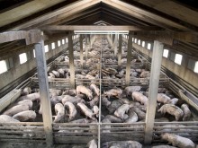 Хиляди прасета евтаназирани, цената на свинското ще скочи с 35%