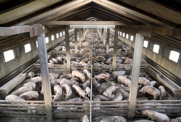 Вече са убити и загробени над 32 000 прасета от