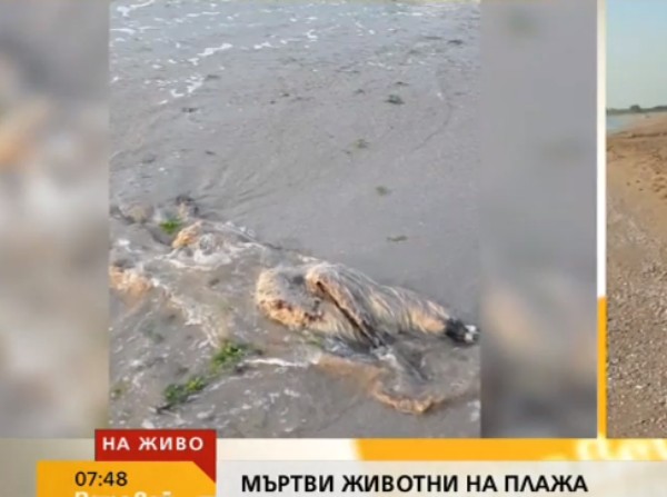 Мъртви кози с румънска маркировка изхвърли морето край Дуранкулак. Сигнал