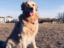 Помогнете да бъде намерен Бернард
