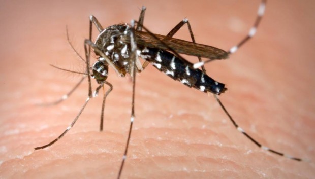 Внимавайте с комарите и ги изгонете от домовете си Досадните