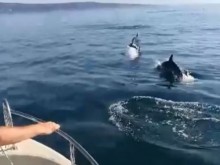 Мъж попадна на уникална атракция в морето край нос Галата