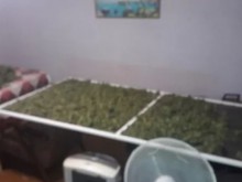 Полицията с подробности за разбитата група производители на марихуана в Карловско