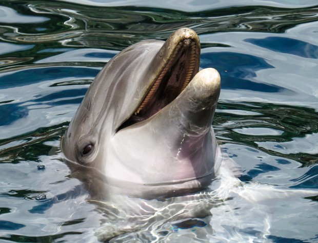 Делфинче на 9 дни е починало в делфинариума във Варна
