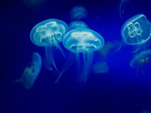 Нашествие на изключително неприятни мекотели по нашето море