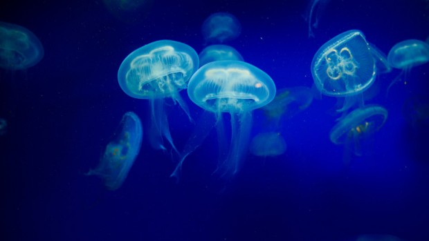 iStock
Истинско нашествие на медузи по родното Черноморие! Мекотелите изпълзяха по