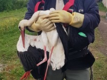 Спешни мерки заради мъртвите щъркели край Бургас