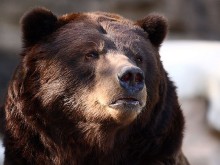 Пловдивчанин застреля от засада 240-килограмова проблемна мечка