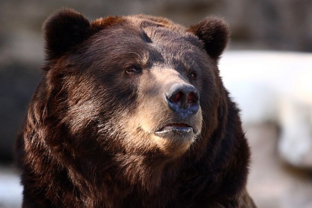Getty Images
Отстреляна е първата проблемна мечка в Смолянско, за която