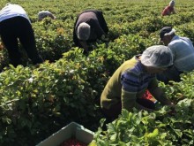 На Острова притеснени, има все по-малко гастарбайтери от България и Румъния