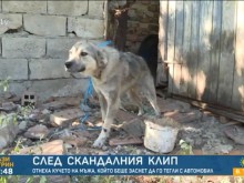 След скандалния клип: Търсят осиновители на кучето, влачено с кола край Варна