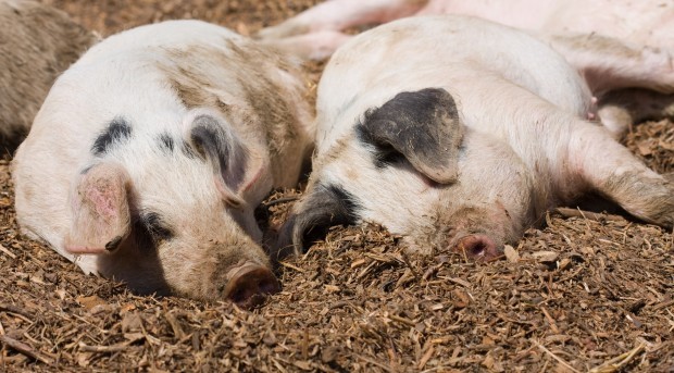 Максималният брой на домашните свине отглеждани за угояване ще бъде