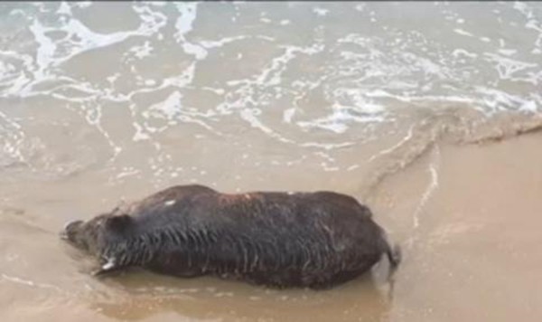 bTV
Морето изхвърли умряло диво прасе на плажа между Черноморец и
