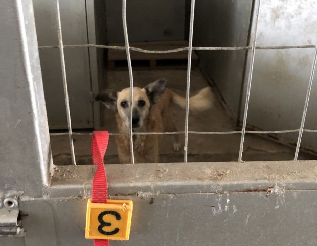 Фейсбук
Общинският приют за безстопанствени кучета в Каменар вече официално е