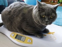 Не само хората имат проблем с килограмите! Затлъстяла котка ходи всеки ден на фитнес, за да отслабне