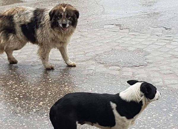 Глутница от агресивни бездомни кучета притеснява жителите в пловдивски