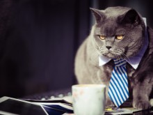Улична котка стана адвокат в Бразилия