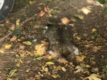 Трупове на котки плашат жителите на "Каменица"