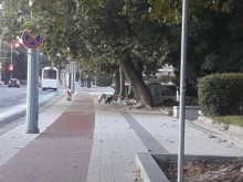 Пловдивчанка: Опасни кучета бродят из центъра