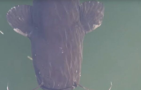 Сом мутант нападна рибари в язовир Розов кладенец край Гълъбово За