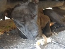 Ужас! Кученце ослепя и оглуша след зверски побой от деца край София