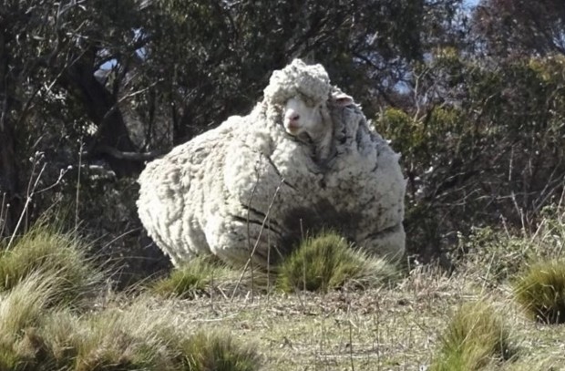 БГНЕС
Мериносовата овца Крис, известна с това, че е овцата с