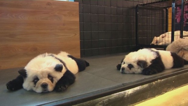 bTV
Собственик на кафене в Южен Китай боядиса шестте си кучета