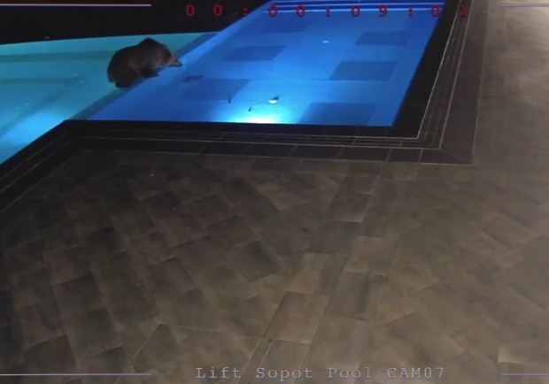 Мечка се промъкна в басейна на Лифт Сопот, за да