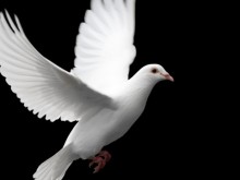 Крадец на гълъби бе осъден на 8 месеца затвор