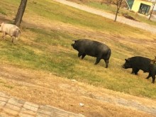 Прасета в двора на Руската гимназия