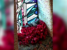 Гълъб си направи гнездо от макове във военен мемориал