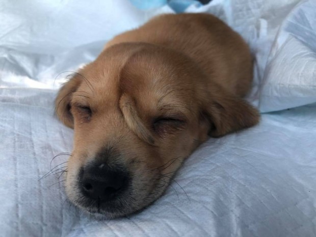 Фейсбук
Кученце еднорог попадна в приют за животни в американския щат