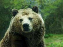 Злощастна среща с мечка вкара ловец в болница
