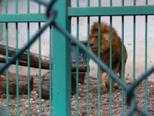 Разследват случай на проявена жестокост към лъва Любо от зоокъта в Разград