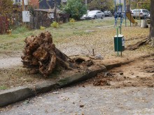 Огромно дърво падна до детска градина и изплаши пловдивчани